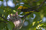 Eurasian Golden-Oriole (Oriolus oriolus)