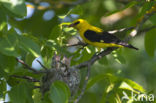 Eurasian Golden-Oriole (Oriolus oriolus)
