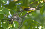Eurasian Golden-Oriole (Oriolus oriolus)