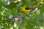 Eurasian Golden-Oriole (Oriolus oriolus)