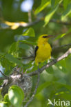 Eurasian Golden-Oriole (Oriolus oriolus)