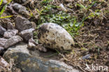 Razorbill (Alca torda)