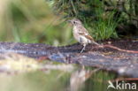 Stonechat (Saxicola rubicola)