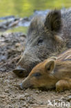 Wild Boar (Sus scrofa)