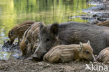 Wild Boar (Sus scrofa)