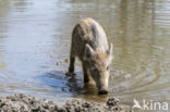 Wild Boar (Sus scrofa)