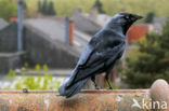 Eurasian Jackdaw (Corvus monedula)