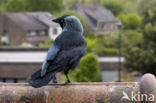 Eurasian Jackdaw (Corvus monedula)