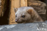 Beech Marten (Martes foina)