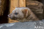 Beech Marten (Martes foina)