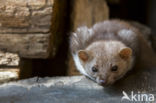 Beech Marten (Martes foina)