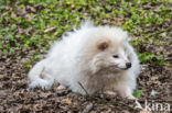 Raccoon Dog (Nyctereutes procyonoides)