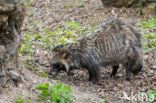 Raccoon Dog (Nyctereutes procyonoides)