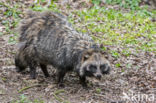 Raccoon Dog (Nyctereutes procyonoides)