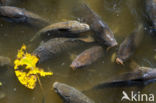 Common Carp (Cyprinus carpio)