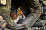 Vos (Vulpes vulpes)