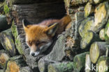 Fox (Vulpes vulpes)