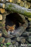 Vos (Vulpes vulpes)