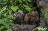 Polecat (Mustela putorius)