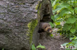 Bunzing (Mustela putorius)