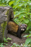 Polecat (Mustela putorius)