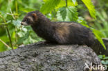 Bunzing (Mustela putorius)