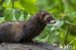 Polecat (Mustela putorius)