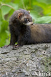 Polecat (Mustela putorius)