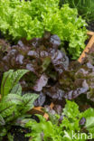 kitchen garden