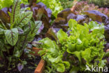 kitchen garden