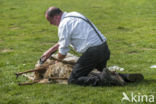 Sheep (Ovis domesticus)