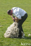 Schaap (Ovis domesticus)