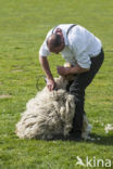 Schaap (Ovis domesticus)