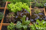 kitchen garden