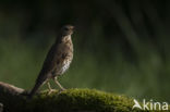 Song Thrush (Turdus philomelos)