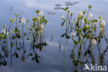 common buckbean (Menyanthes trifoliata)