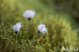 Common Cottongrass (Eriophorum angustifolium)