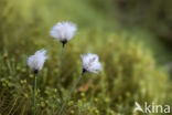 Veenpluis (Eriophorum angustifolium)