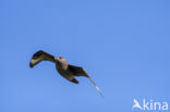 Great Skua (Stercorarius skua)