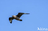 Grote Jager (Stercorarius skua)