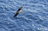 Lesser Black-backed Gull (Larus fuscus)