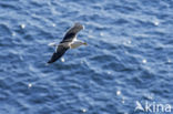 Kleine Mantelmeeuw (Larus fuscus)