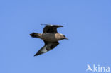 Great Skua (Stercorarius skua)