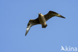 Grote Jager (Stercorarius skua)