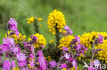 Dagkoekoeksbloem (Silene dioica)