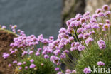 Thrift seapink (Armeria maritima)