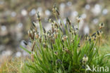 Smalle weegbree (Plantago lanceolata)