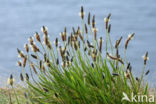 Smalle weegbree (Plantago lanceolata)