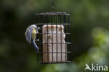 Blue Tit (Parus caeruleus)