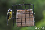 Blue Tit (Parus caeruleus)